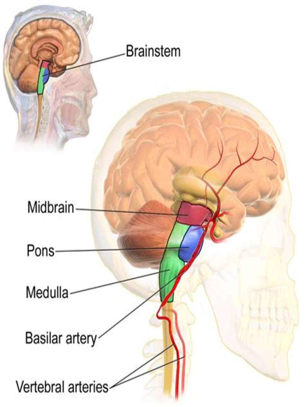brainstem is made up of, check these out | What 3 parts make up the brainstem?