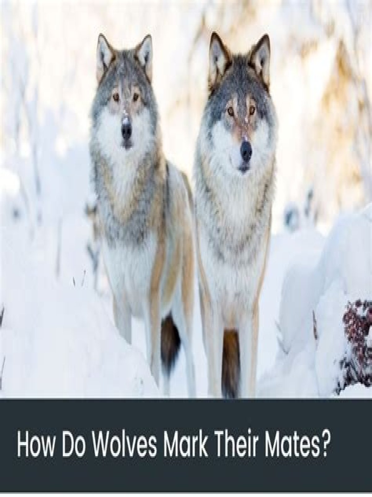 how do wolves find a mate