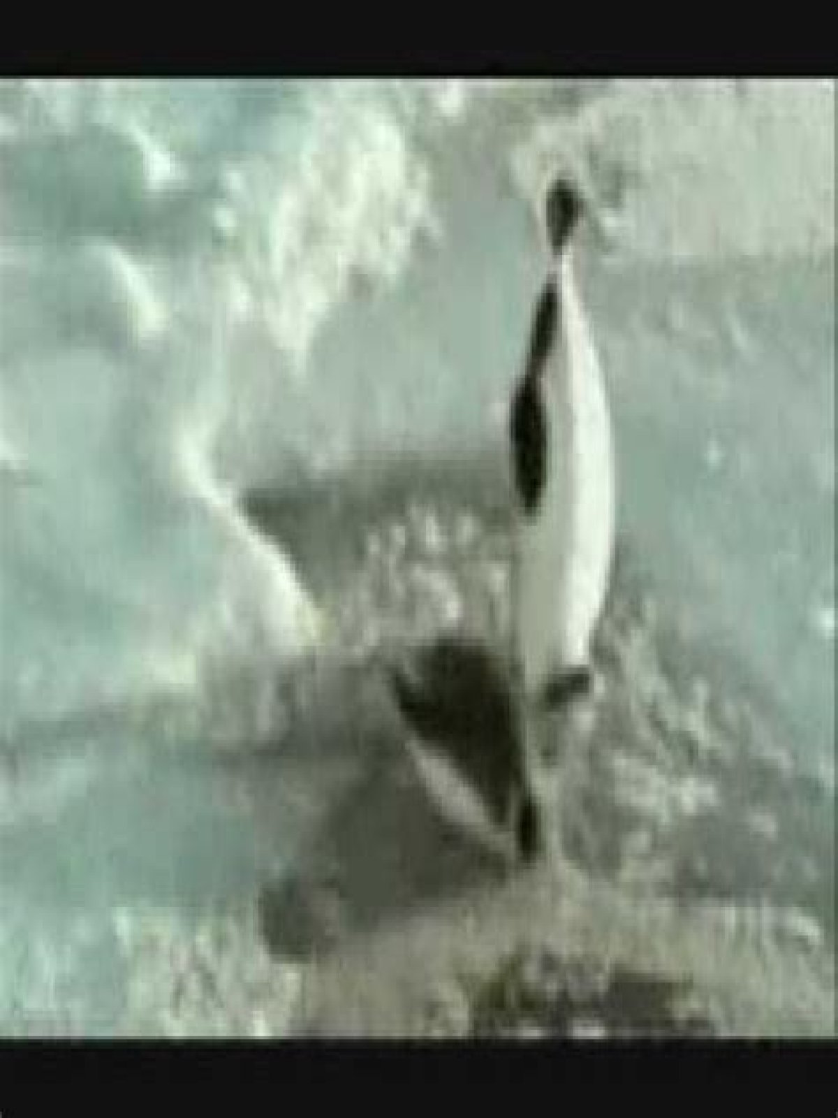 how does the penguin push through the water