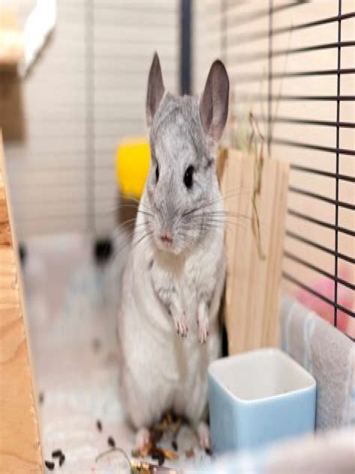 how long does a chinchilla live