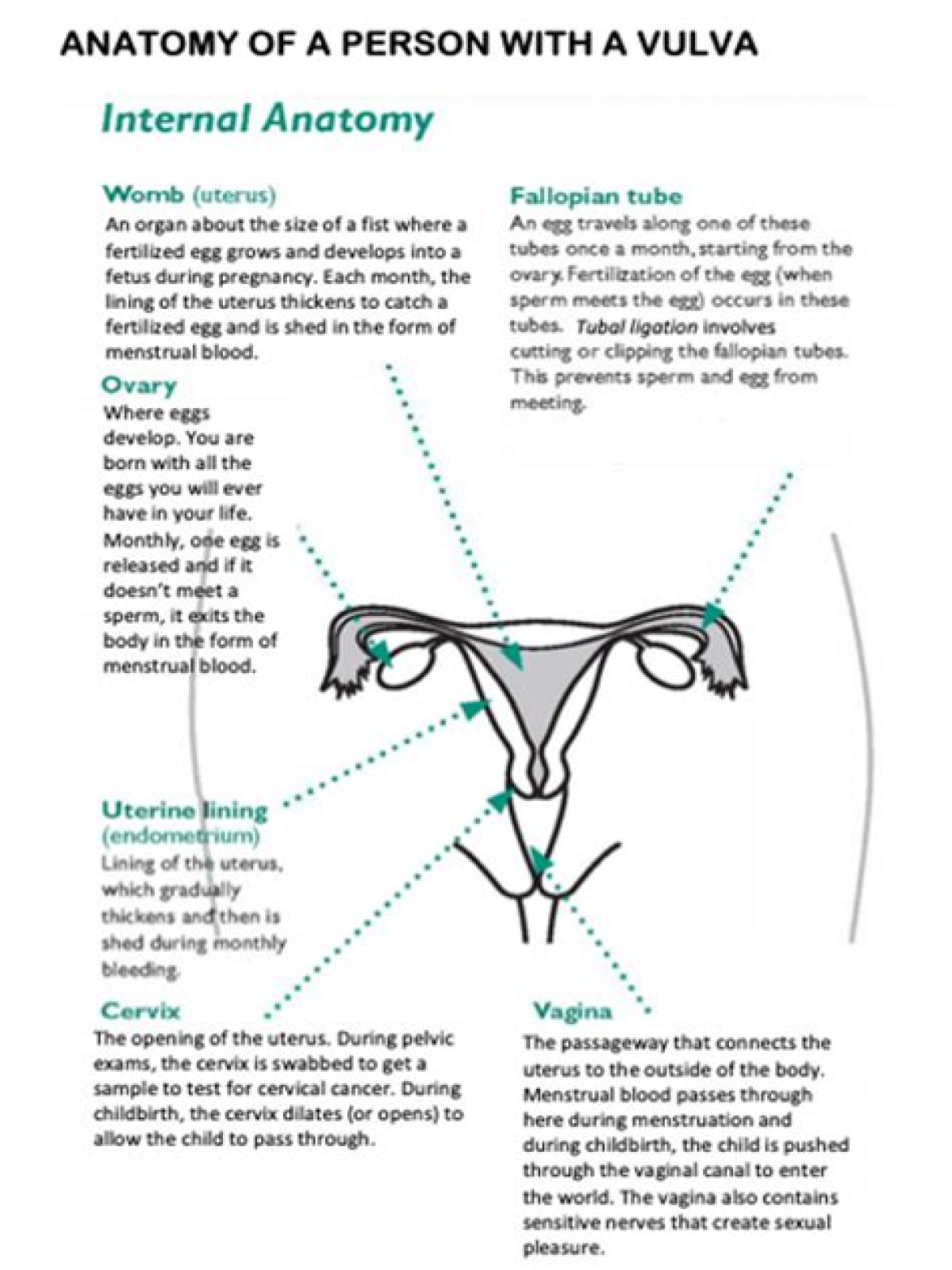 How many holes does a female body have? Things Everyone Should Know About the Vagina