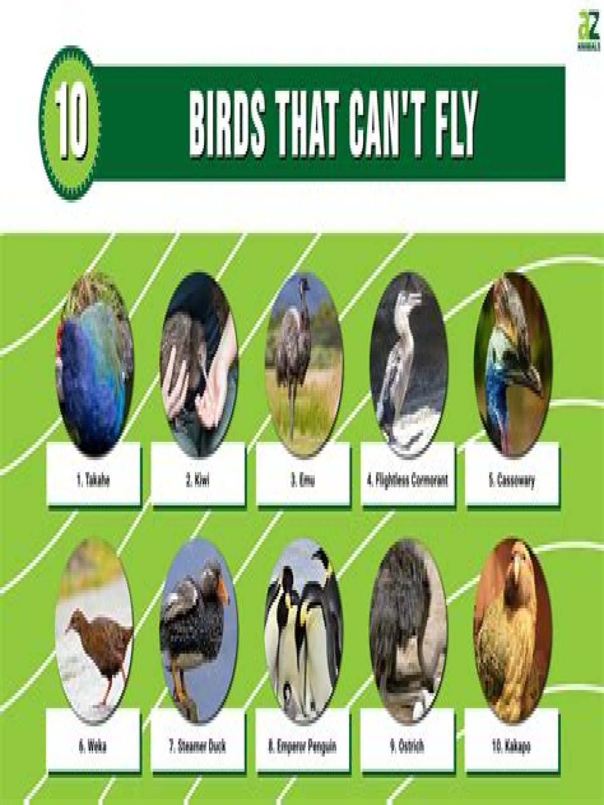 how many species of birds can't fly