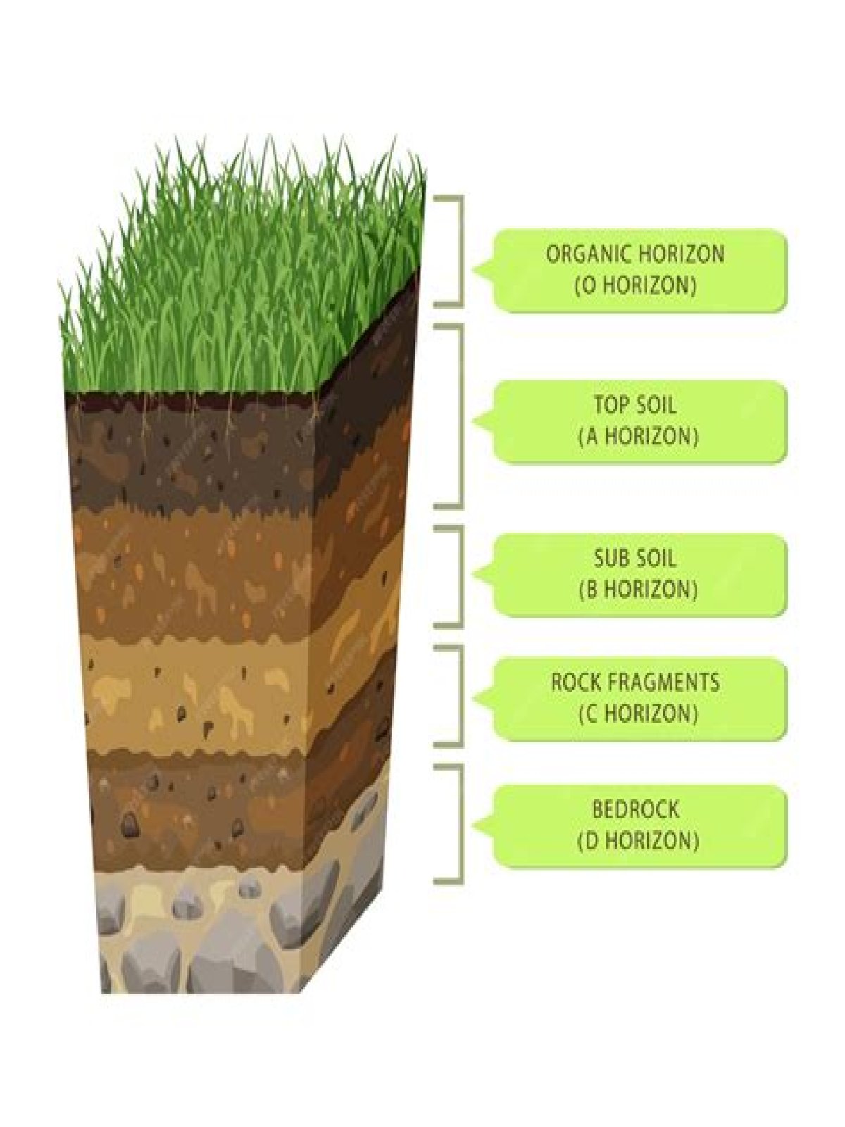 humus soil