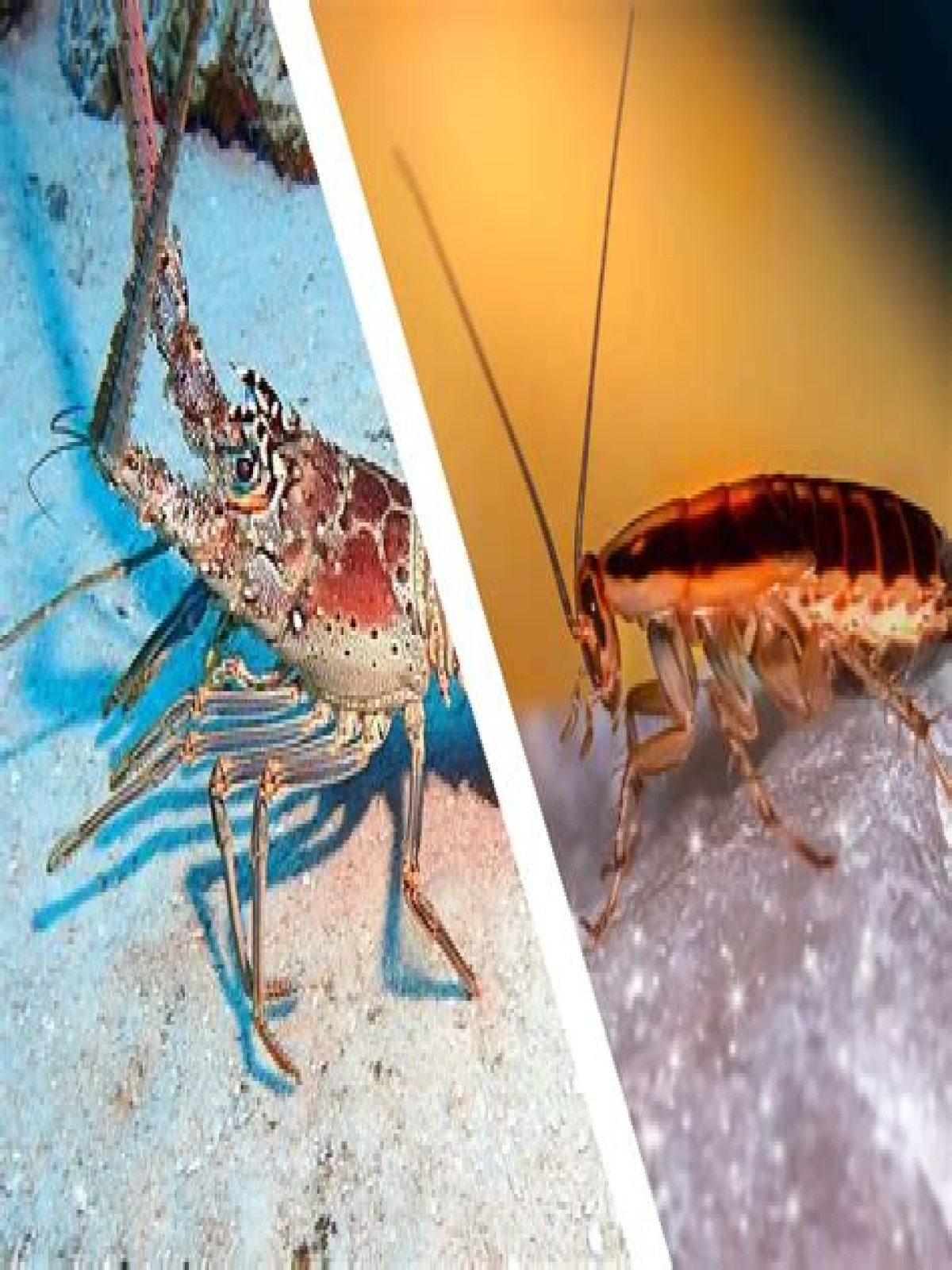 re lobsters and cockroaches in the same family? check it out – are lobsters related to cockroaches