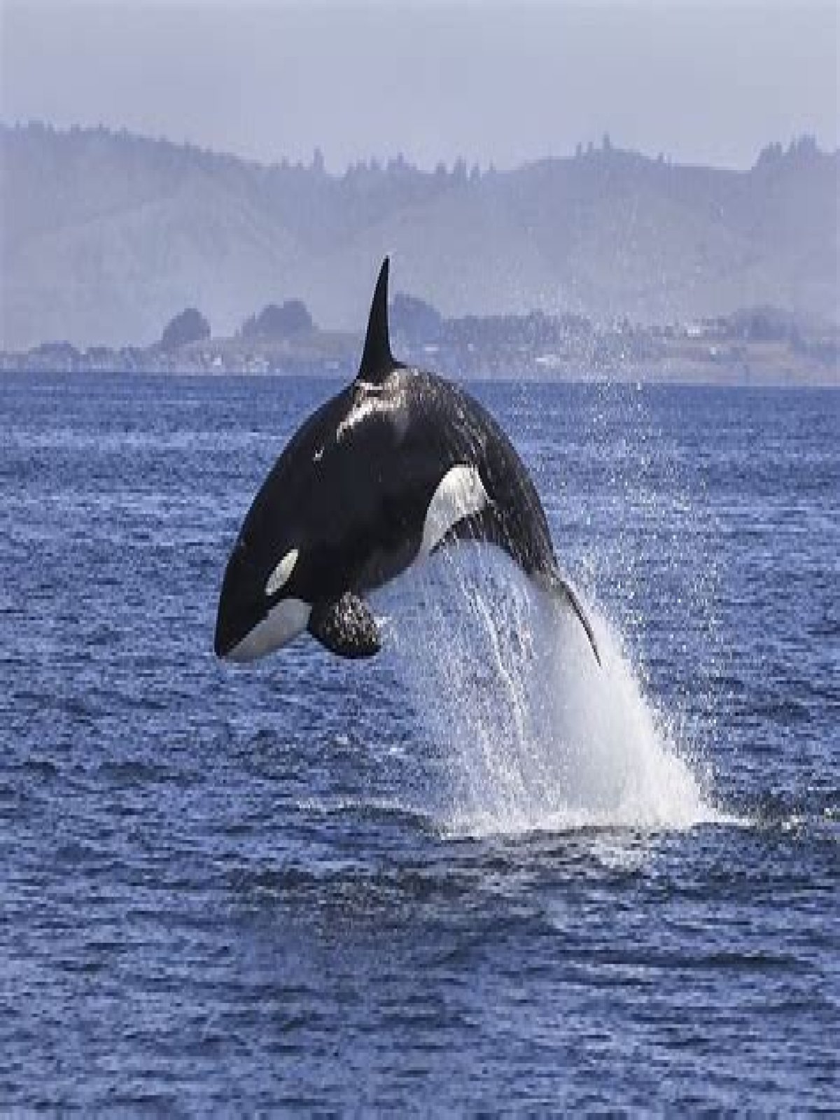 what animals are in the atlantic ocean