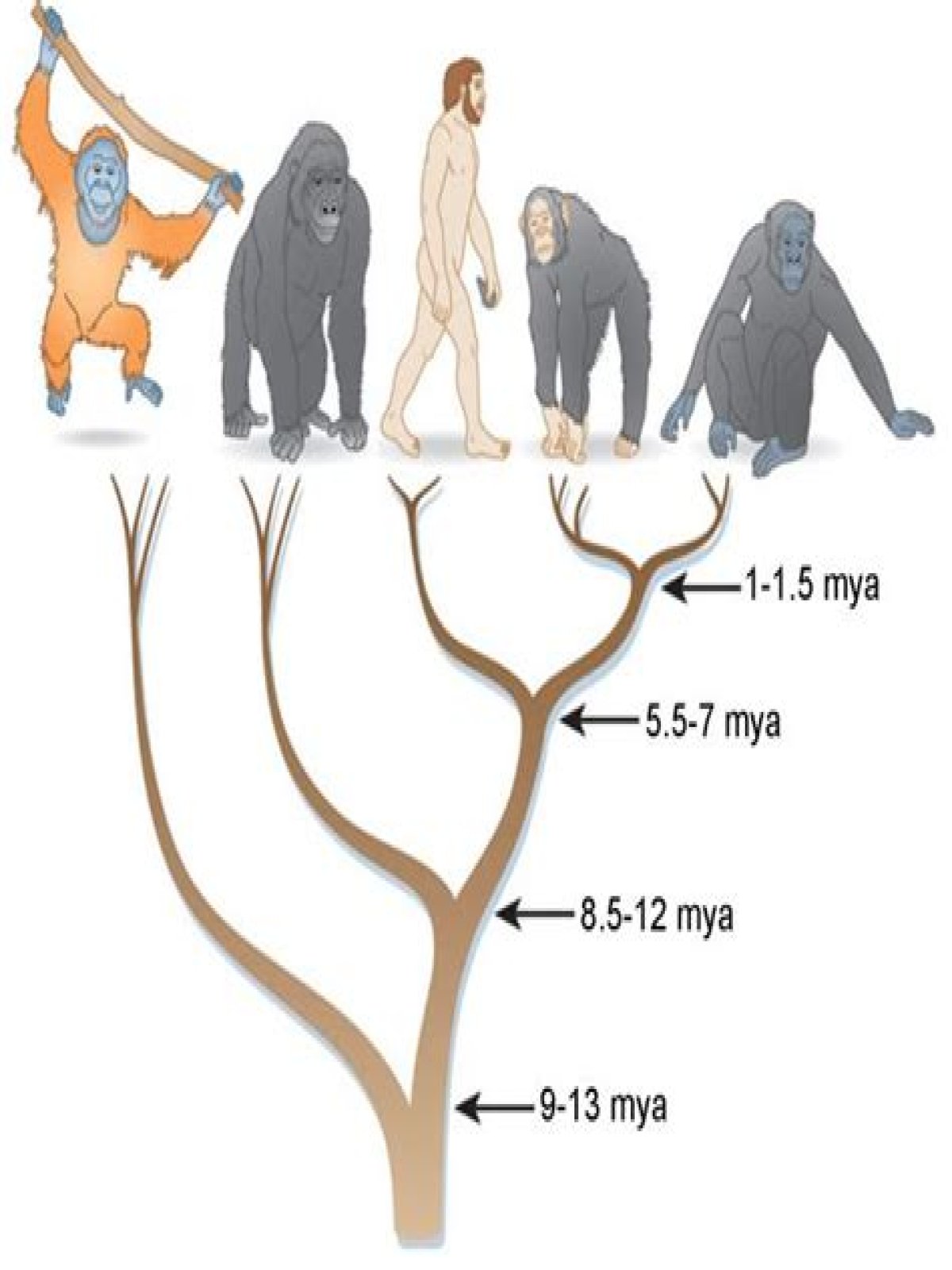 what are primates in biology