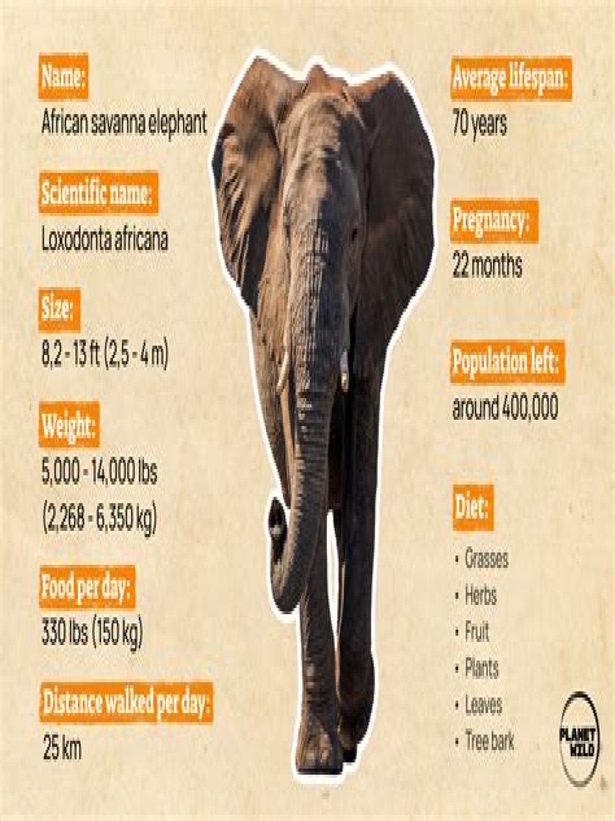 what are the african elephants enemies