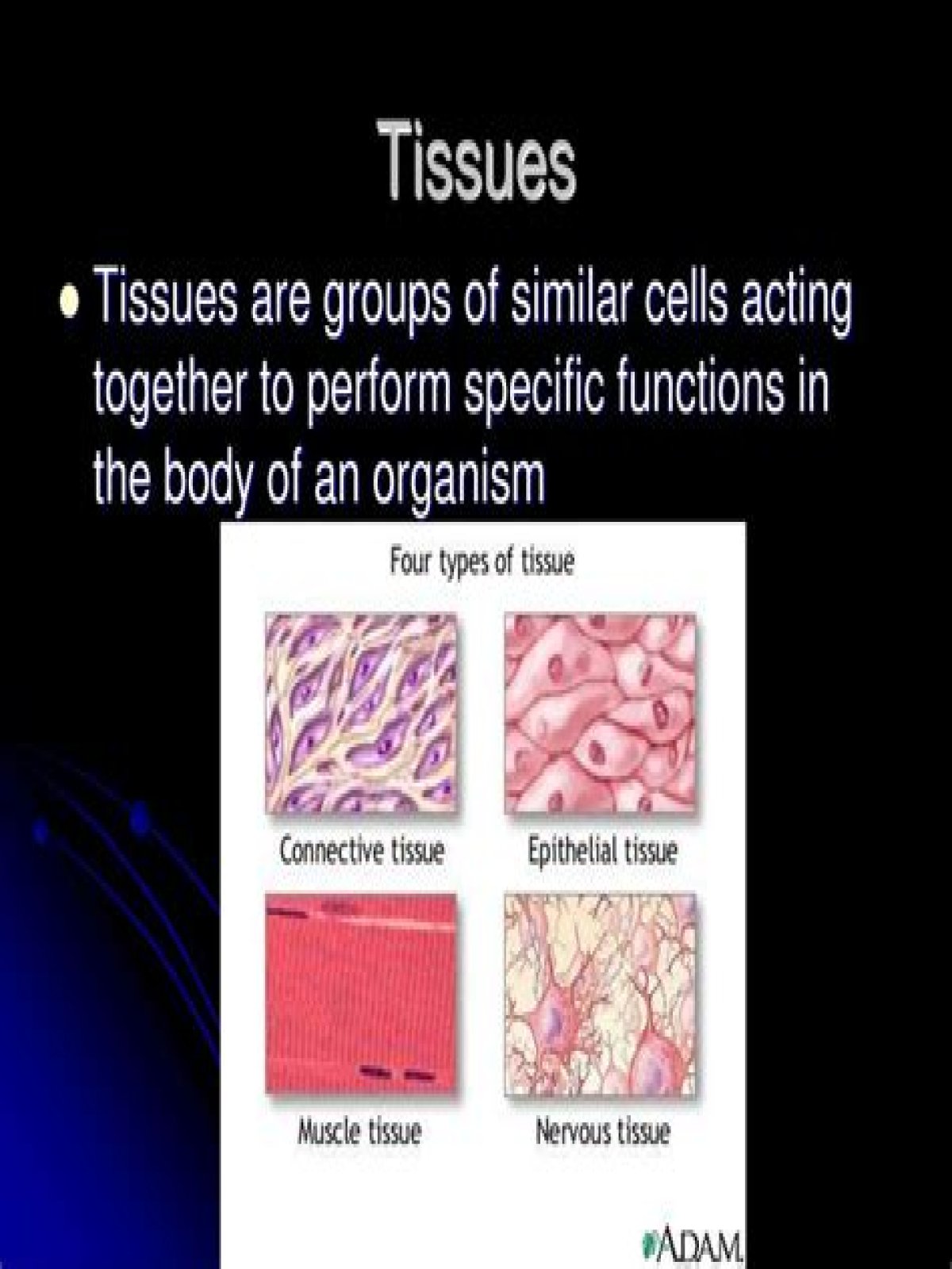 what are tissues organized together to perform a specific function known as?