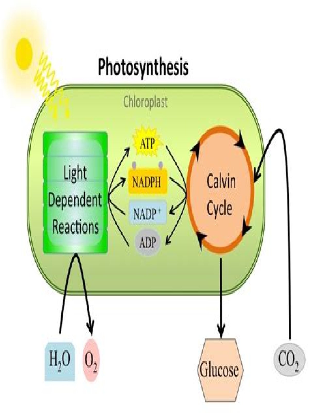 what are two primary products of the light reaction of photosynthesis?