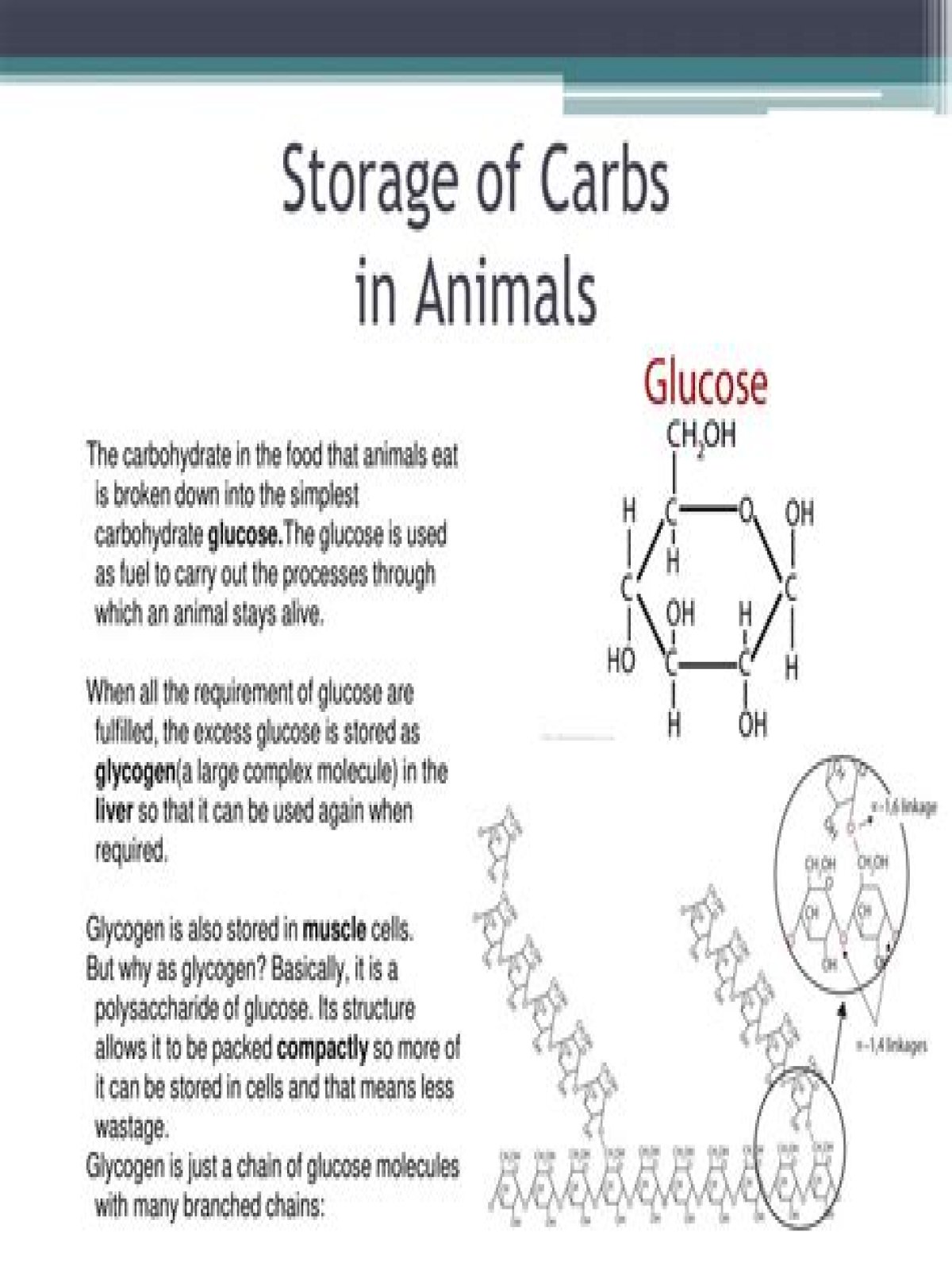 What carbohydrate is a storage polysaccharide in animals?