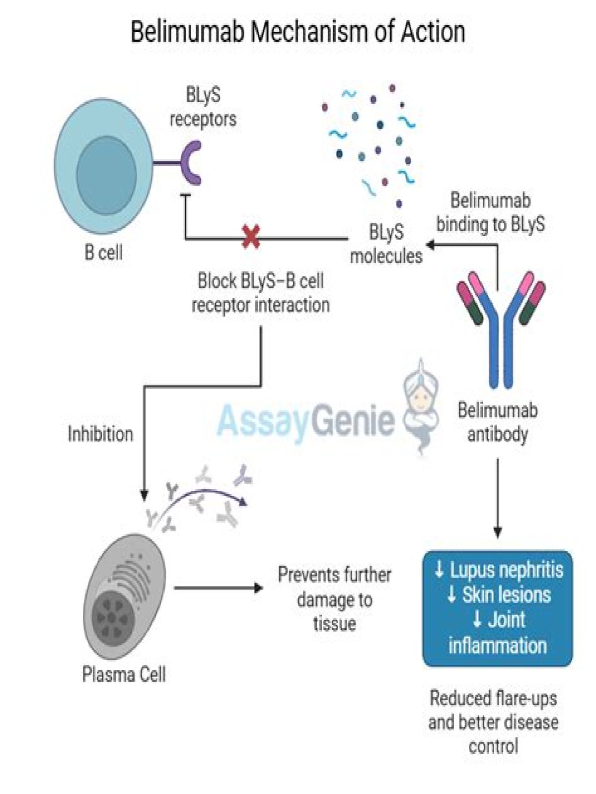 What company makes belimumab?