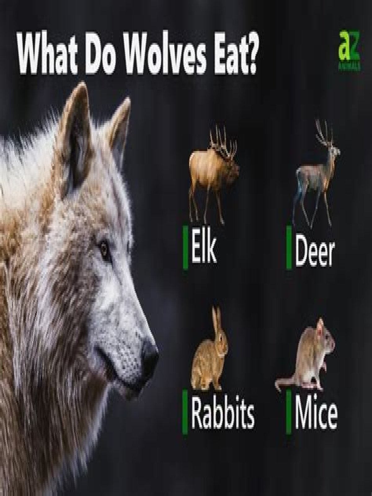 what do white wolves eat