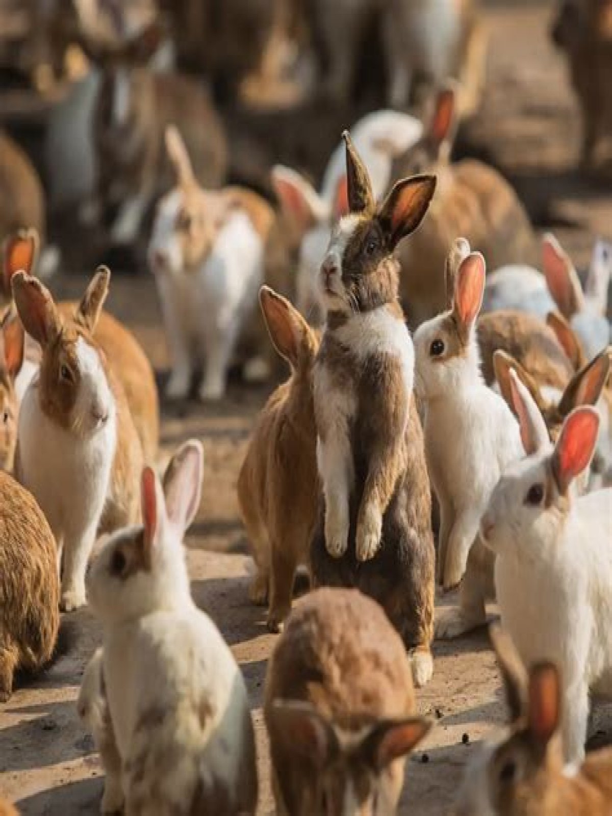 what is a large group of rabbits called