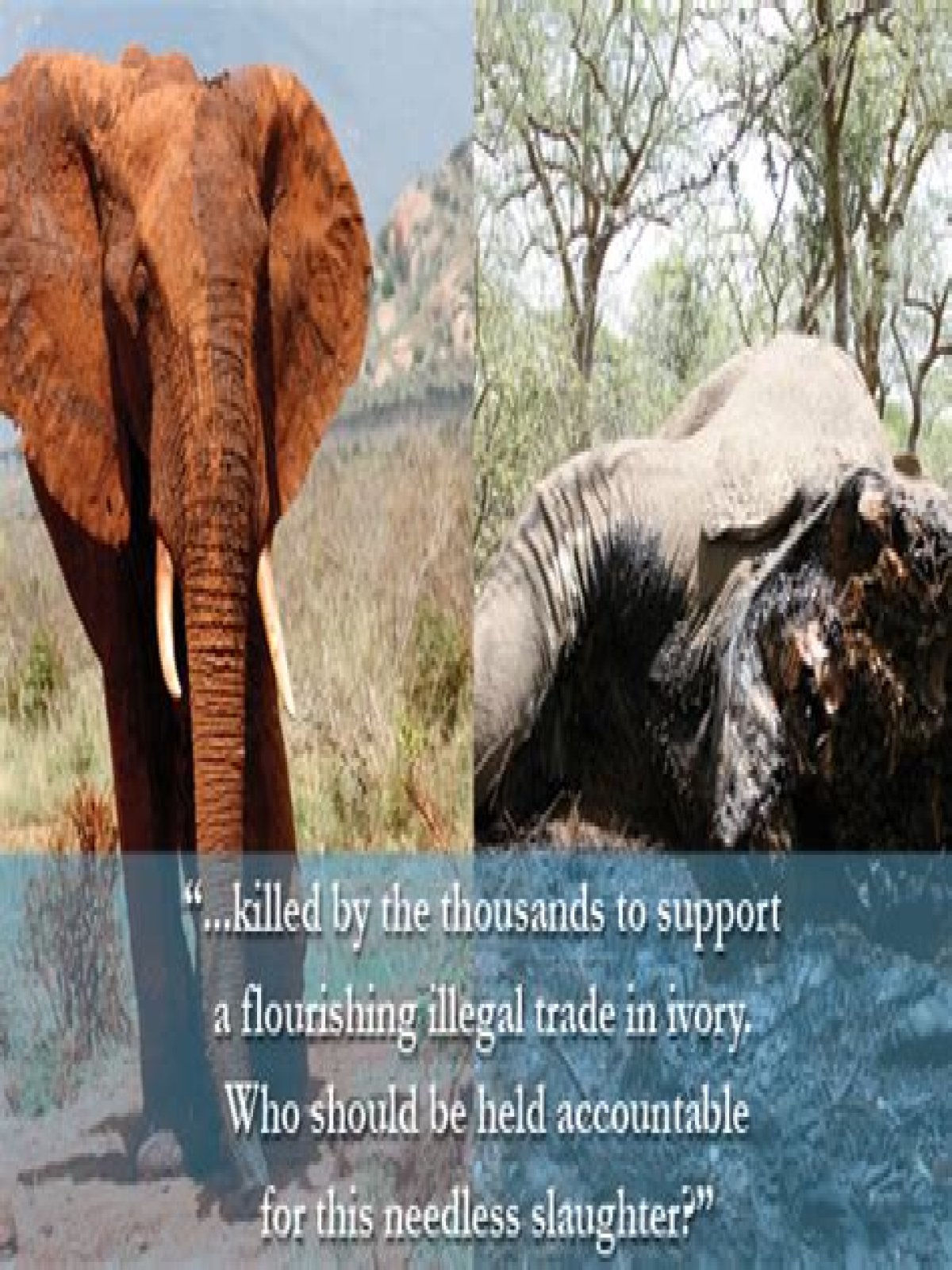 what is being done to stop elephant poaching