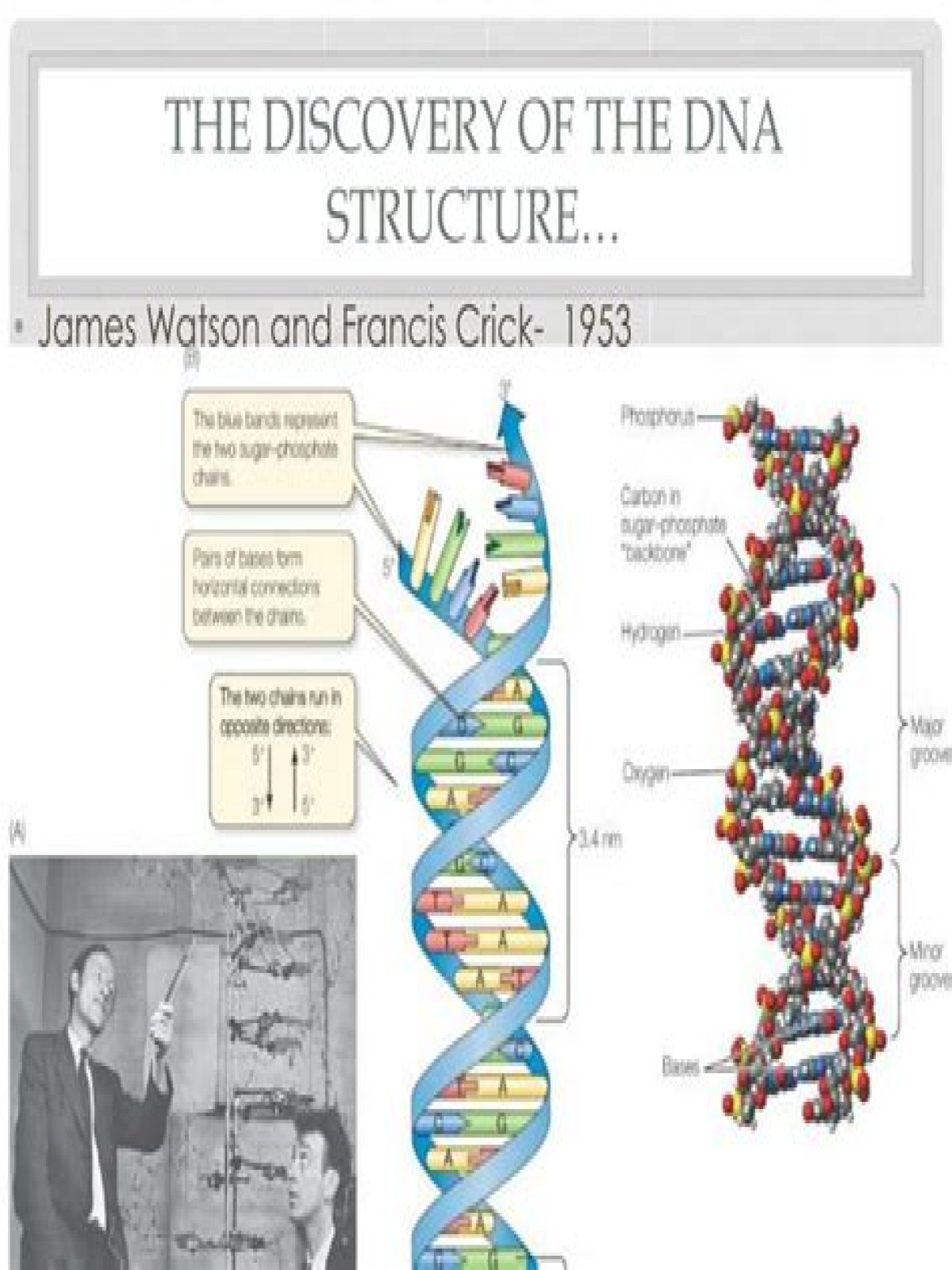 what was one of the pieces of evidence most critical to the discovery of dna structure?