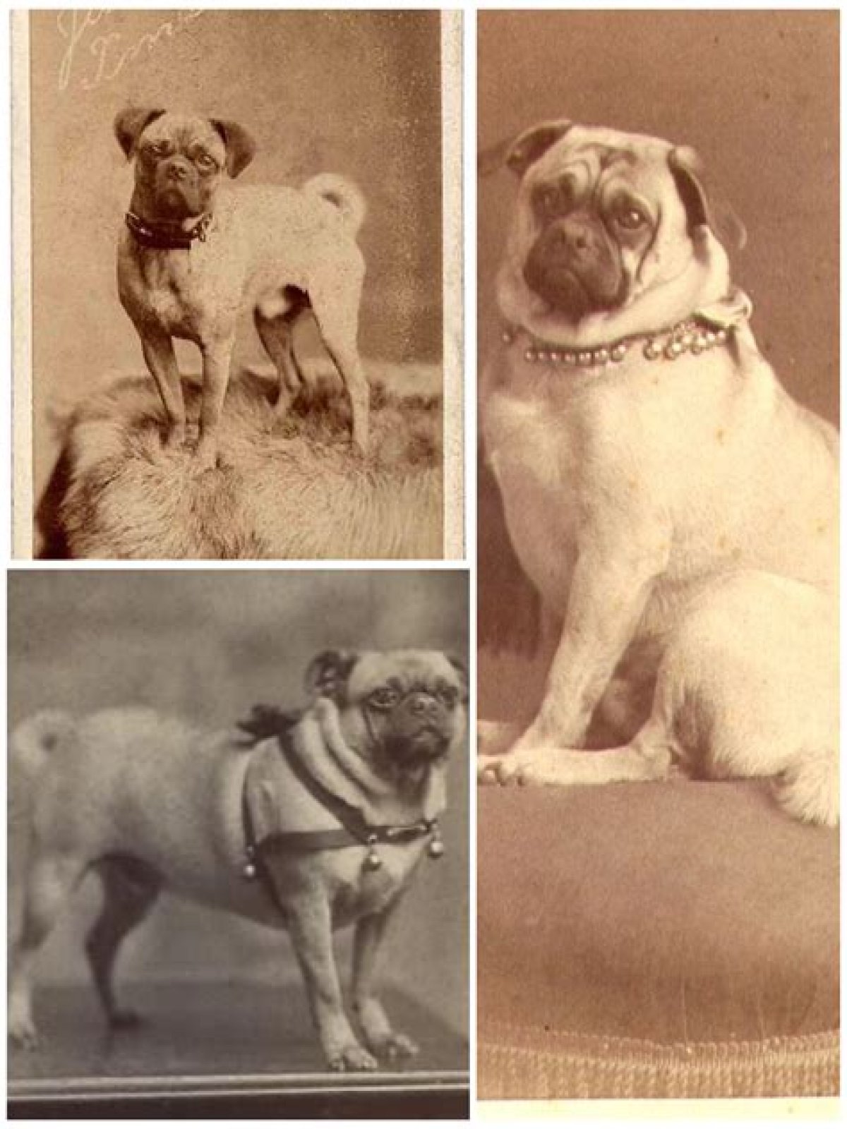 What were pugs used for years ago?