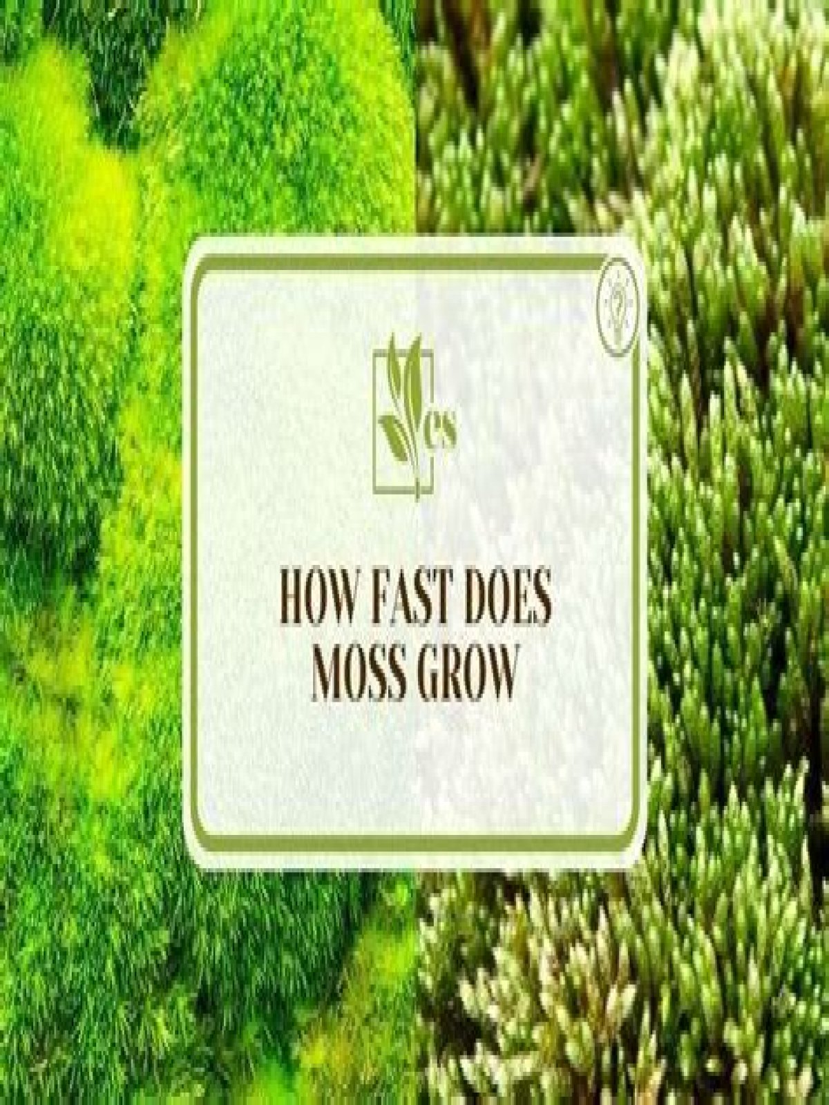 Where does moss always point to?