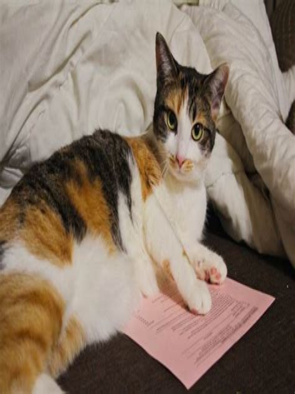 Why do cats lay on your homework?