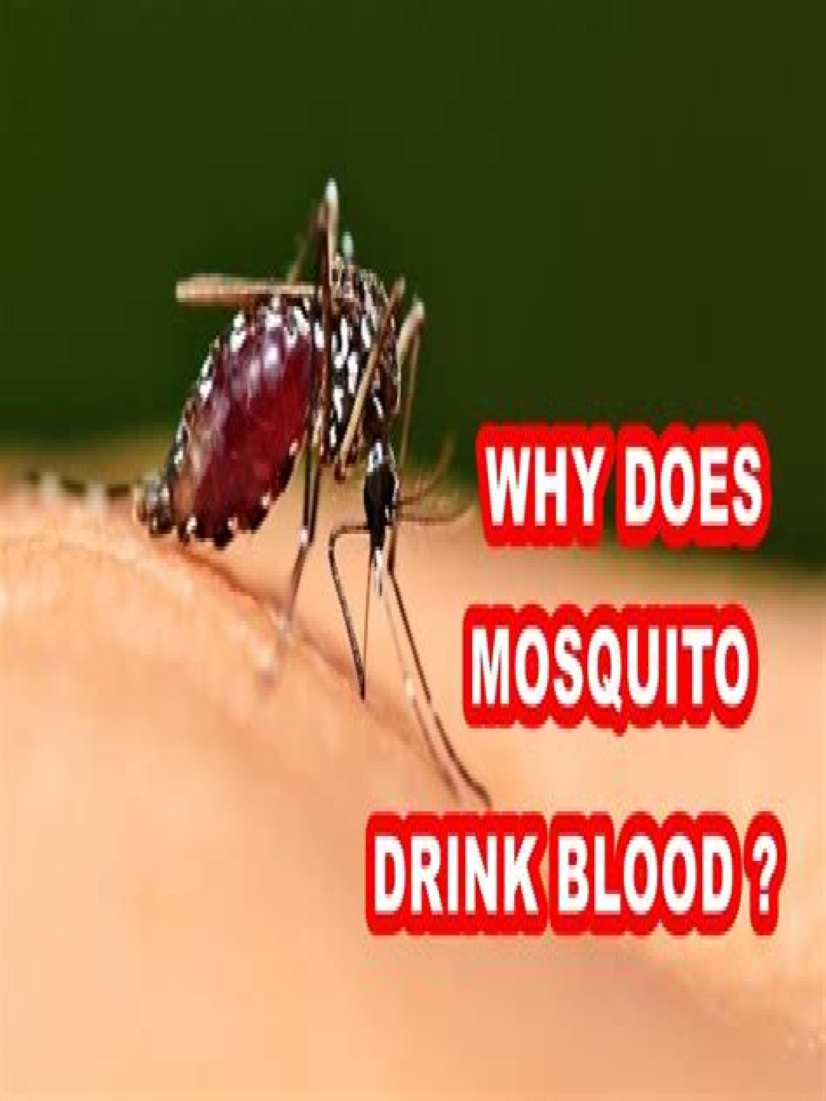 why do mosquito drink blood