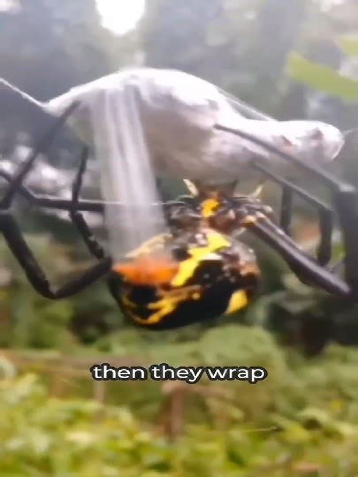 why do spiders wrap their prey