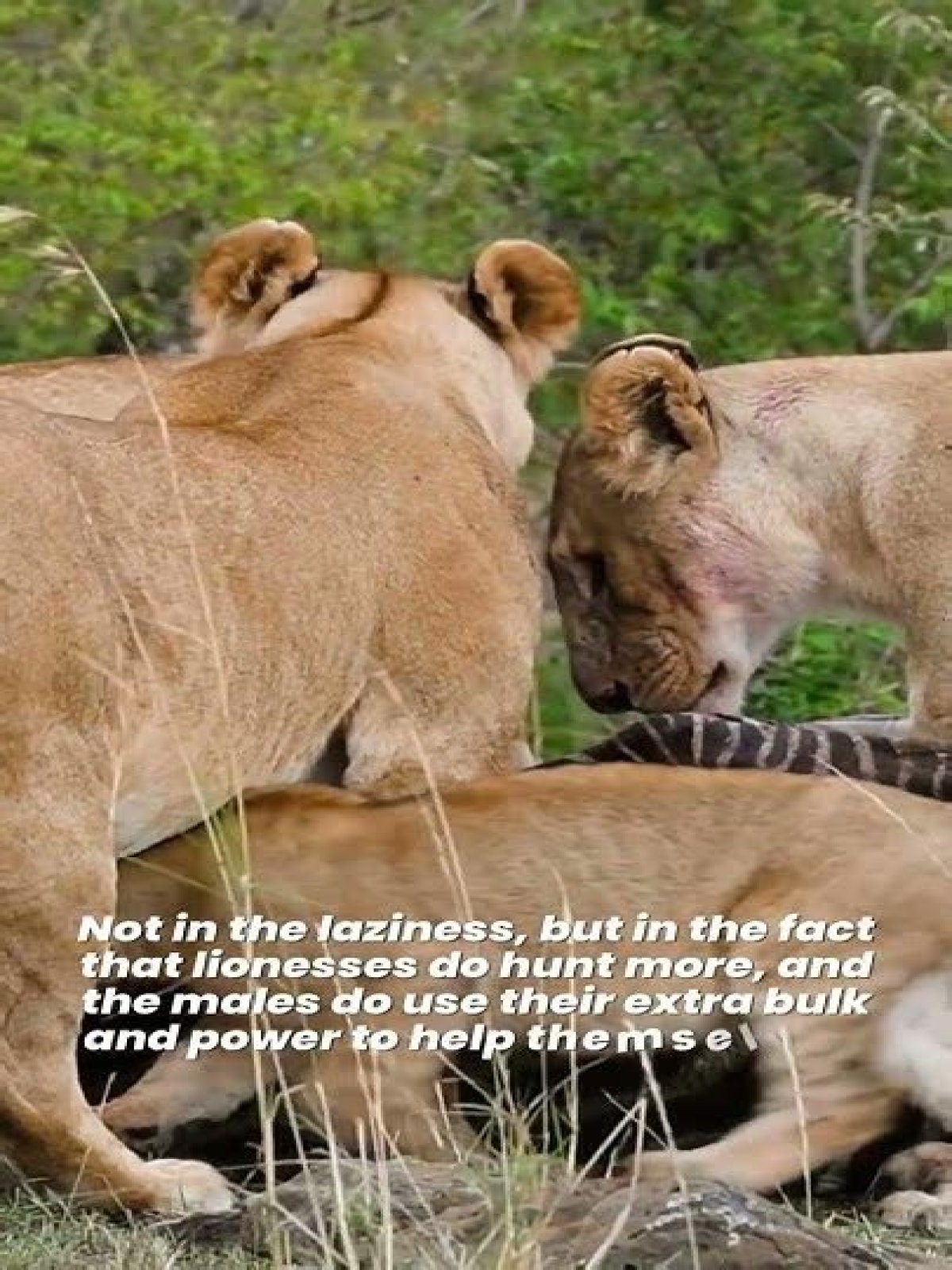 why don't male lions hunt