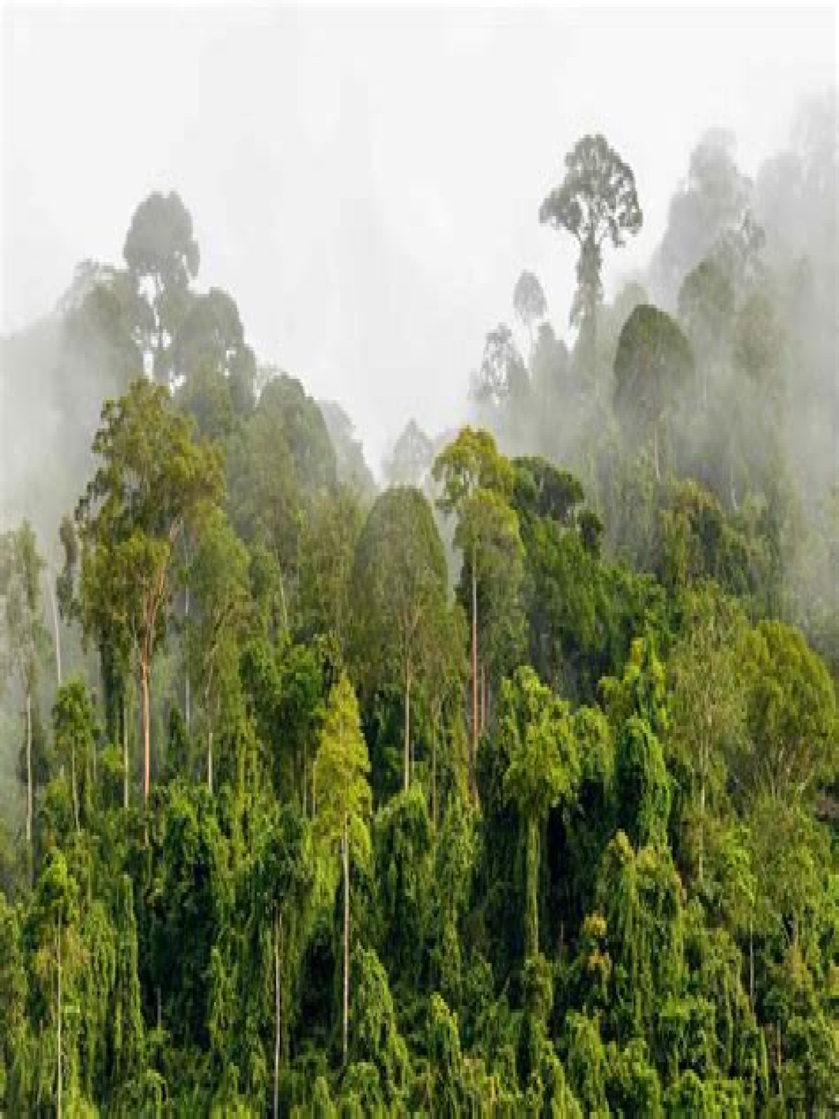 why is the tropical rainforest considered a fragile ecosystem